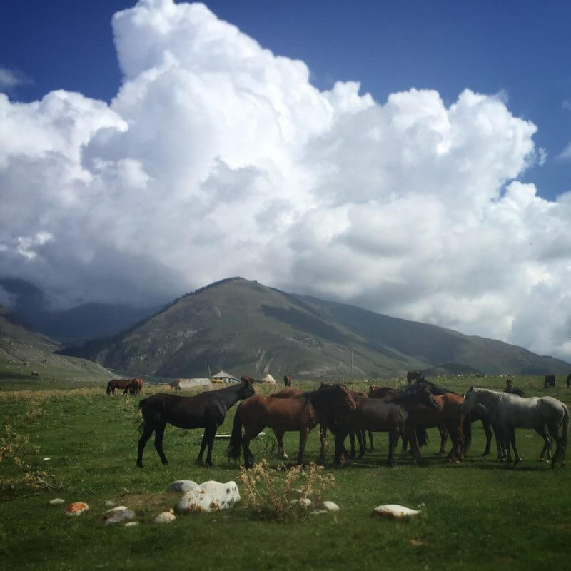 Horses gathered in the mountains of Kyrgyzstan