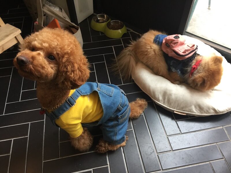 Cute dog clothes in Korea