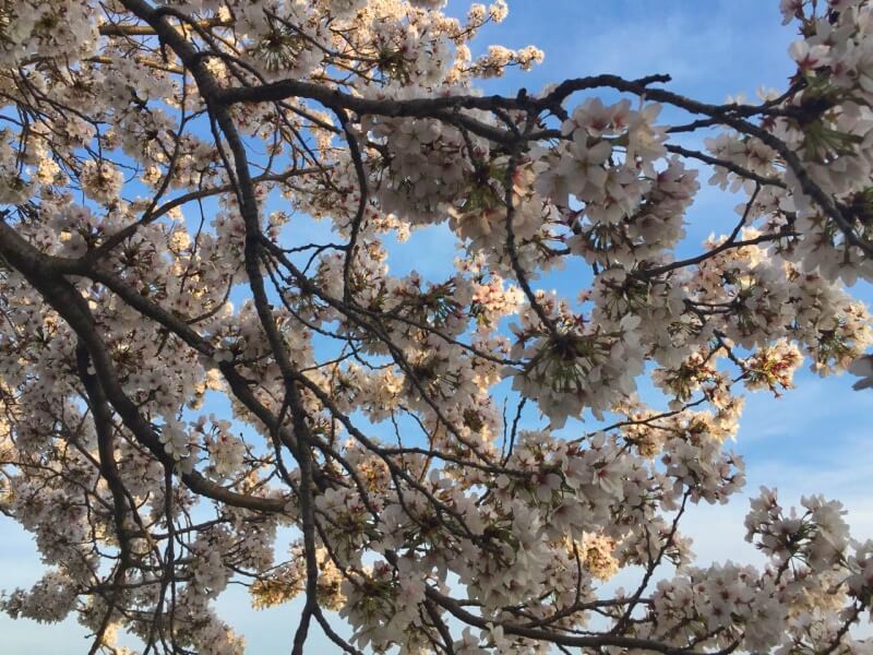 cherry blossoms in spring in Gyeongju