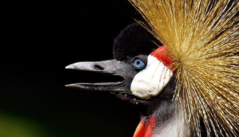 Black crowned crane