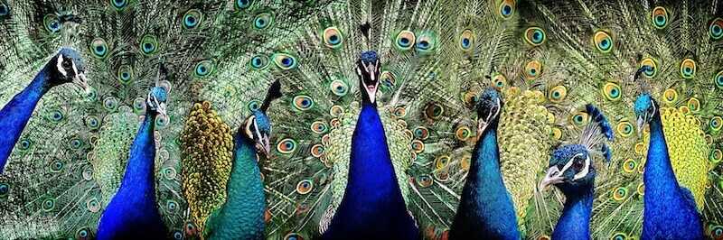 Gorgeous peacocks