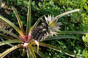 pineapple on a branch