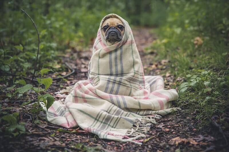 Pug dog, pet animal, wrapped in a blanket