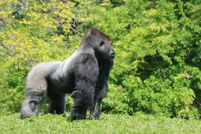 Lone gorilla in Africa