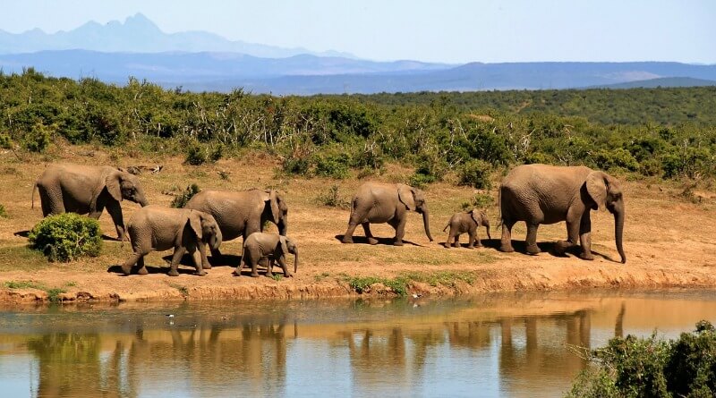 Elephants heading to a watering hole in South Africa