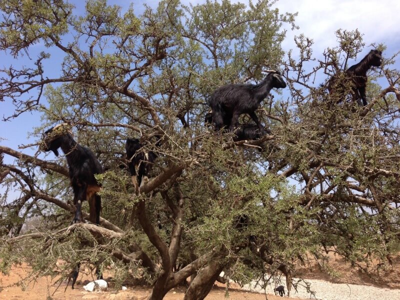 Moroccan organized tours - goats in an argan tree