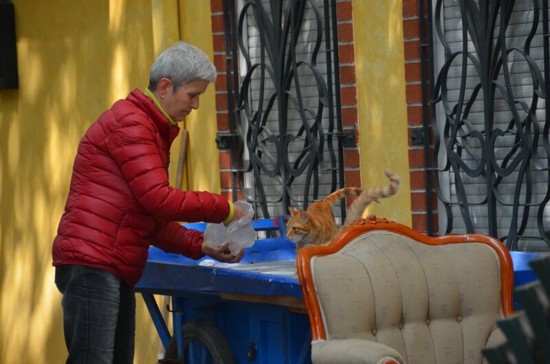 feeding cats in Istanbul
