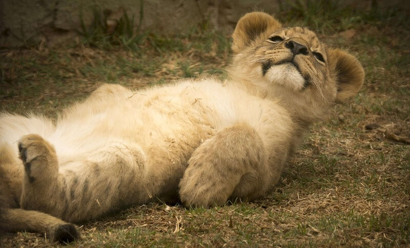 Playful lion cub at Nairobi National Park