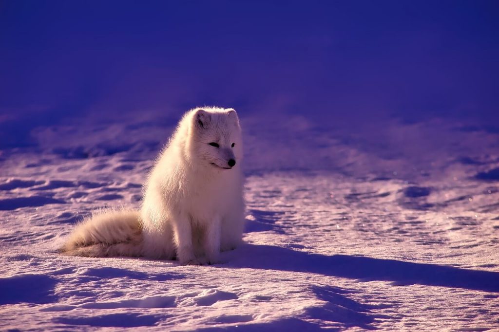 dog in the snow