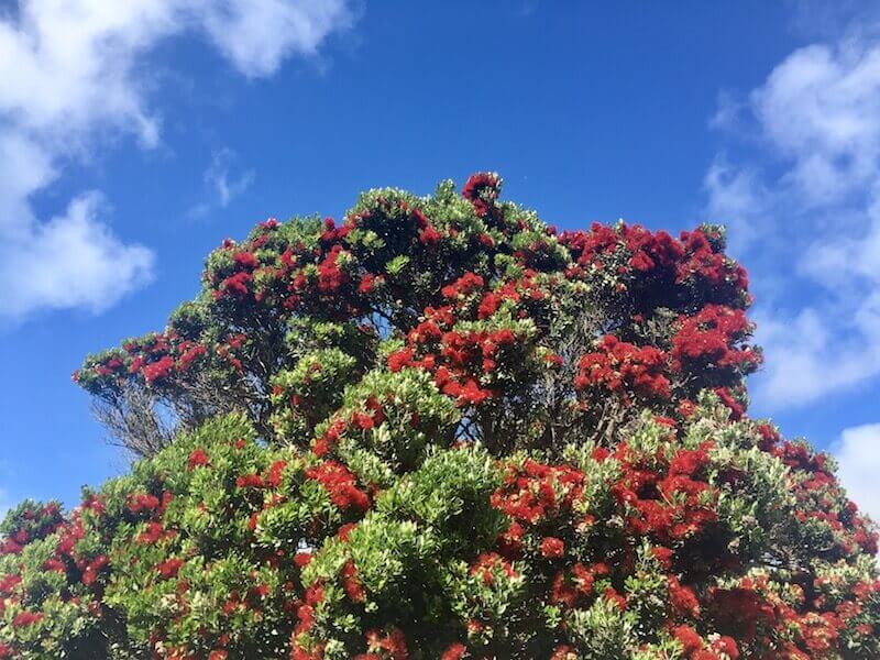 New Zealand Pohutakawa Tree, or Christmas Tree