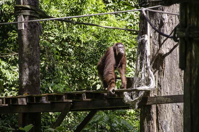 Orangutan waiting for feeding at Sepilok Orangutan Rehabilitation Center, Sabah, Borneo, Malaysia