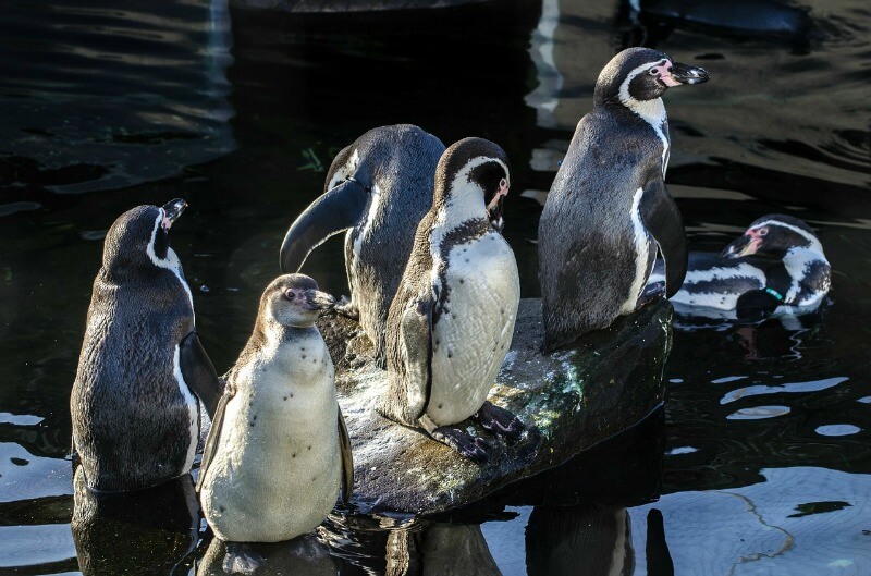 Penguins in South Africa