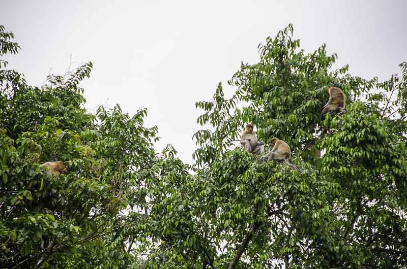 Proboscis monkeys sitting in a tree along the Lower Kinabatangan River in Sabah, Borneo
