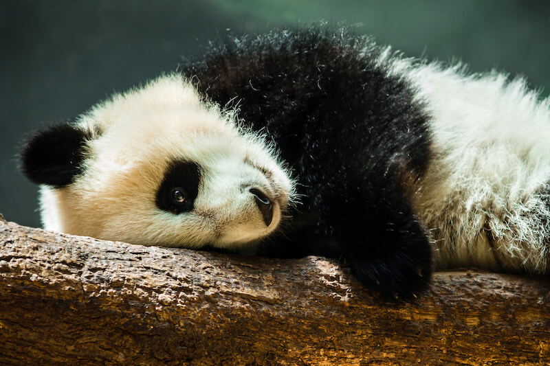 Solo female travel in China - panda in Chengdu