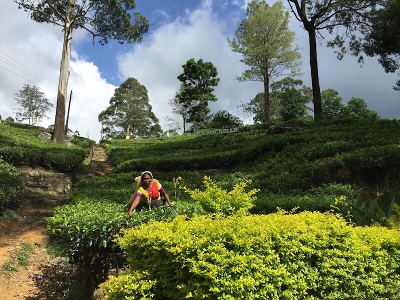 A week in Sri Lanka involved stops at tea plantations