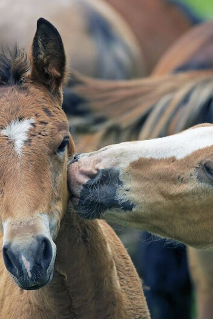 Different cultures in the world - two horses kissing