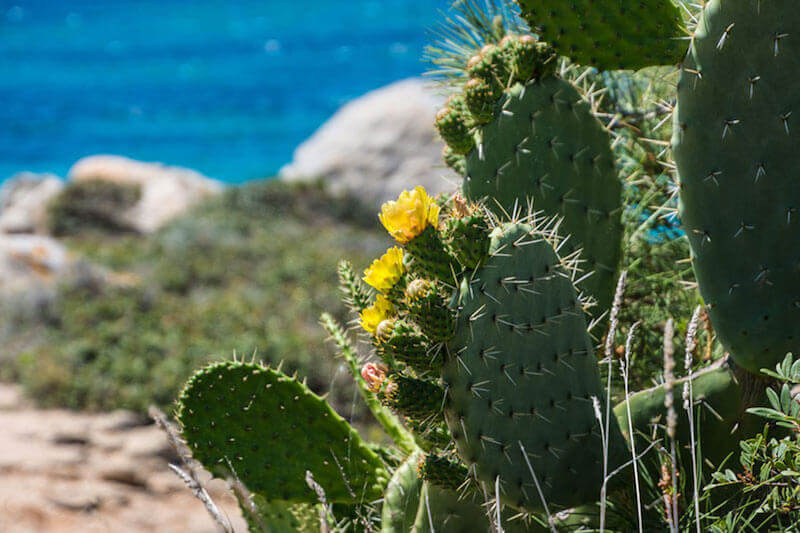 One of the best things to do in Sardinia is enjoy it's wild nature, like this dazzling cactus plant near the sea