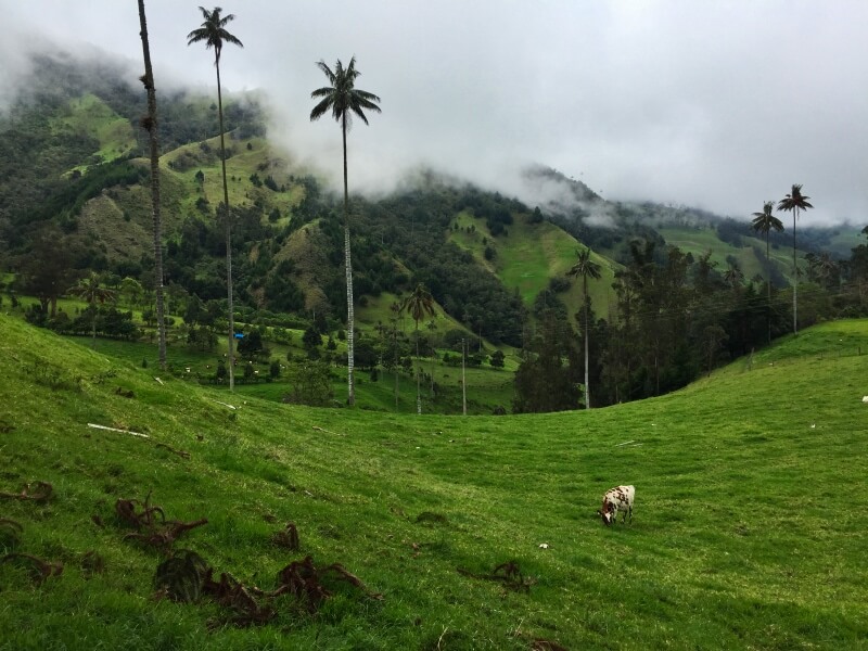 Colombia coffee region - Cocora Valley