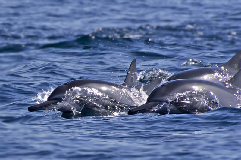 Holidays in Oman - dolphins