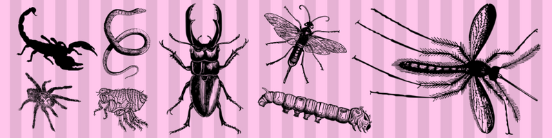 drawings of insects