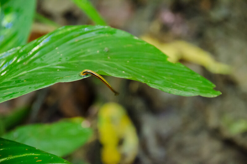 Leech socks - this tiger leech is on a tree leaf but could fall on you if you brush past it