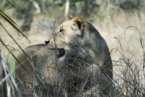 lion in gorongosa park
