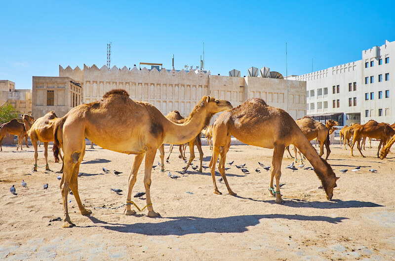 camels in doha
