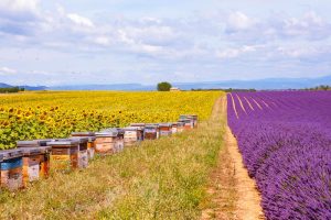 lavender fields and beehives in Provence