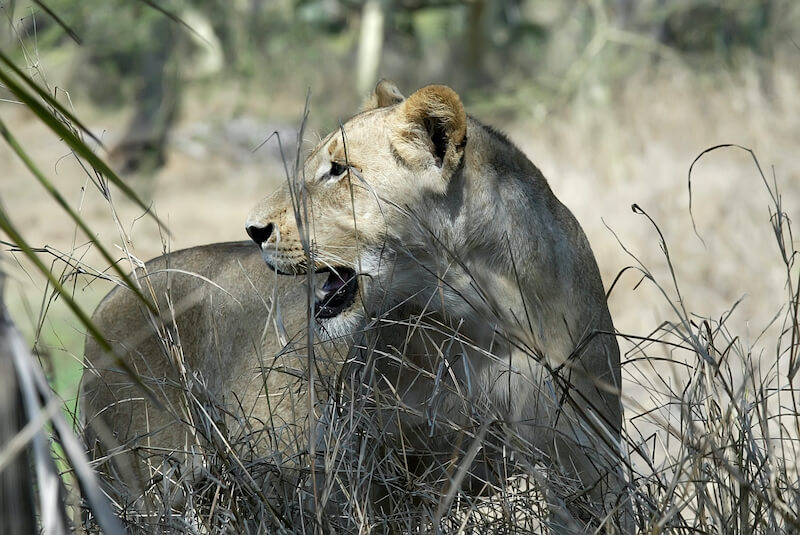 Solo travel Africa: lioness in Gorongosa National Park