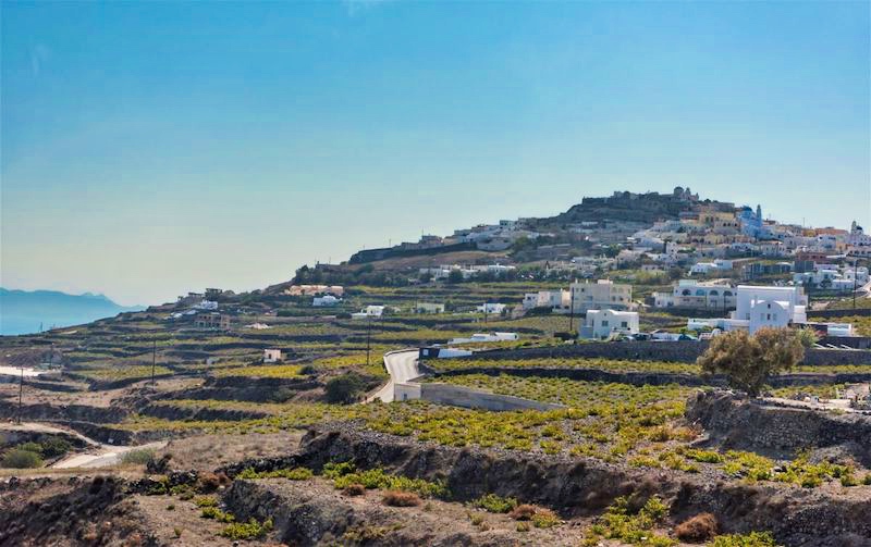 vineyards of Santorini