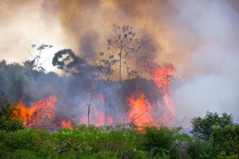 Should we boycott countries burning down their rainforests discriminately?