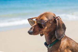 pet travel