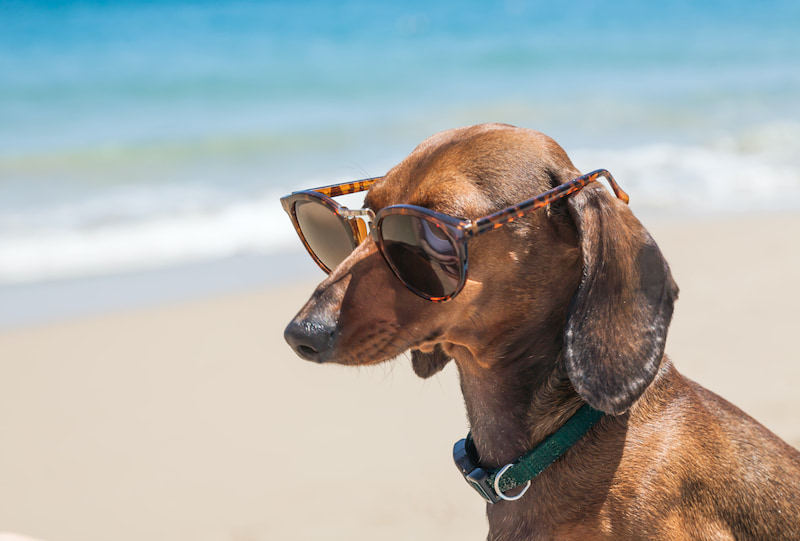 pet travel - dog with sunglasses