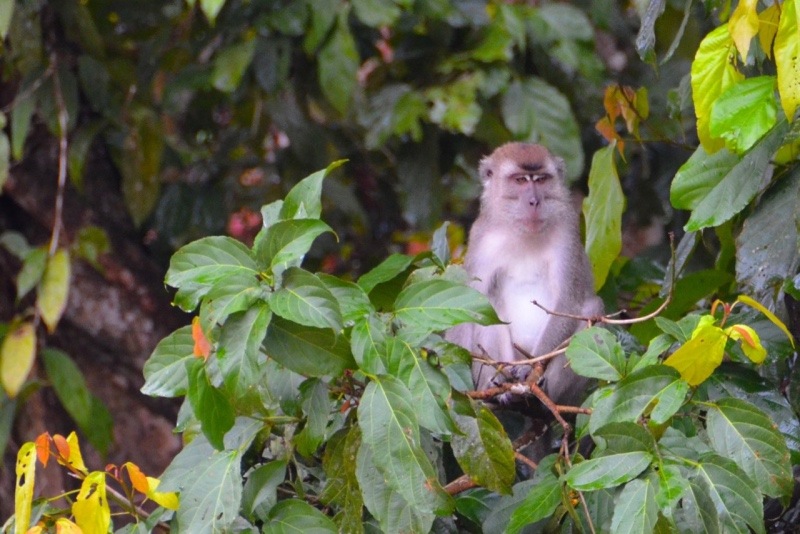 travel gear women - clothing for tropical climates - monkey sitting in a tree