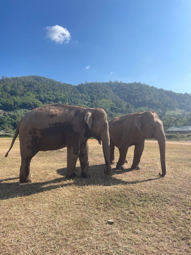 Elephants in Elephant Nature Park, the most ethical sanctuary in Thailand